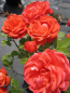 Preview: Edelrose Piccadilly2